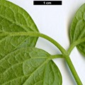 SpeciesSub: var. grandiflora